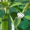 Myoporum laetum
